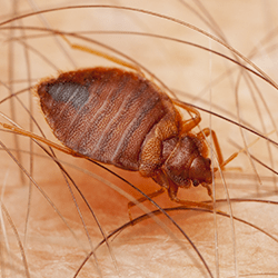 Learn How To Avoid Bed Bugs This Summer bed bug crawling on person in portland me