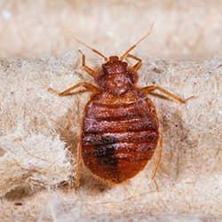 Find Out What Bed Bug Treatment Is All About bed bug on a blanket