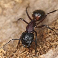 carpenter ant on greass