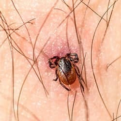 tick embedded on maine resident