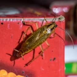 german roach crawling in portland maine pantry