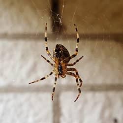 spider hanging from web in auborn basement