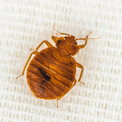 bed bug crawling on maine bed