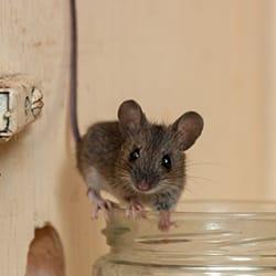 Keep Your Home Rodent Free mouse on jar