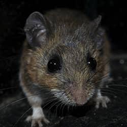 house-infesting mouse in auburn maine