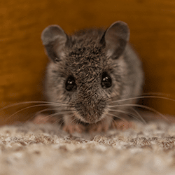 Protect Your Maine Home From The Problems Mice Pose mouse in living room