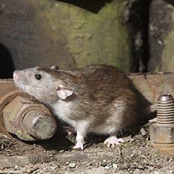 Learn More About Overwintering Pests rat in basement in augusta maine