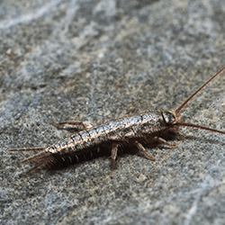 Keep Silverfish Out Of Your Home With Pine State Pest Solutions silverfish crawling on rock