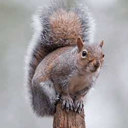 Learn How To Keep Squirrels From Becoming A Problem For Your Maine Home squirrel near a maine home