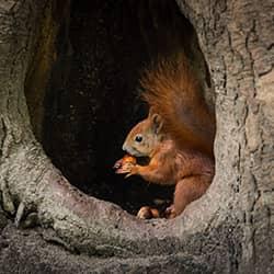 Learn More About Wildlife squirrel in a tree