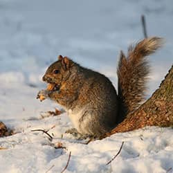 Keep Wildlife Out Of Your Home This Winter large gray squirrel in lewiston me