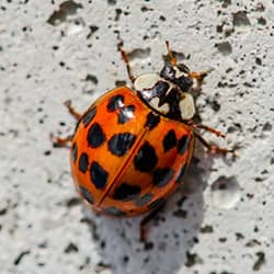 Pest-proof Your Home To Keep Maine Pests Out This Winter ladybug on house foundation
