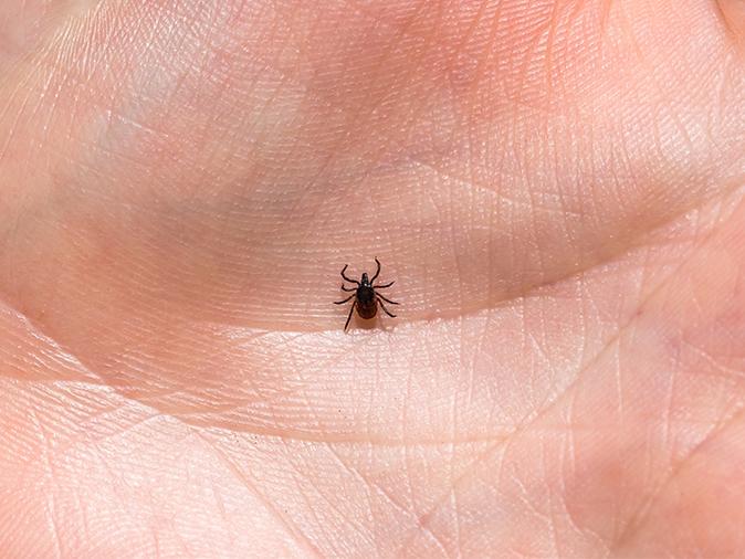 tick on a mainers hand outside their home while on their property