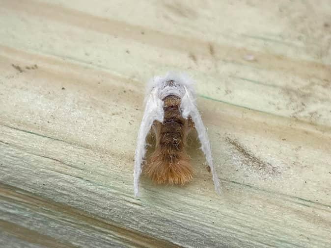 browtail moth on a porch in maine