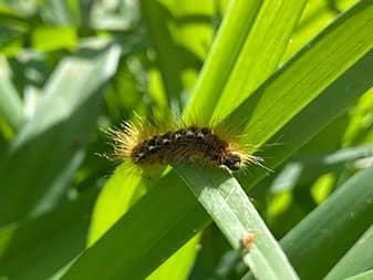 btm caterpillar on frye island maine