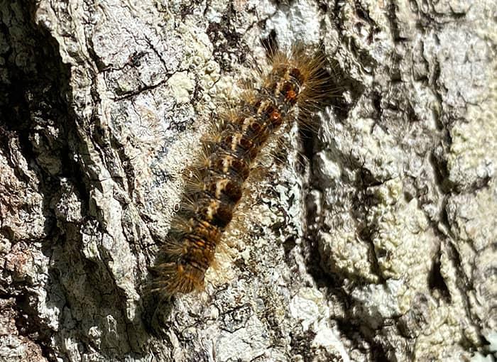 browntail moth caterpillar climbing tree in maine