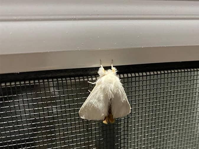 adult browntail moth on window screen in durham maine