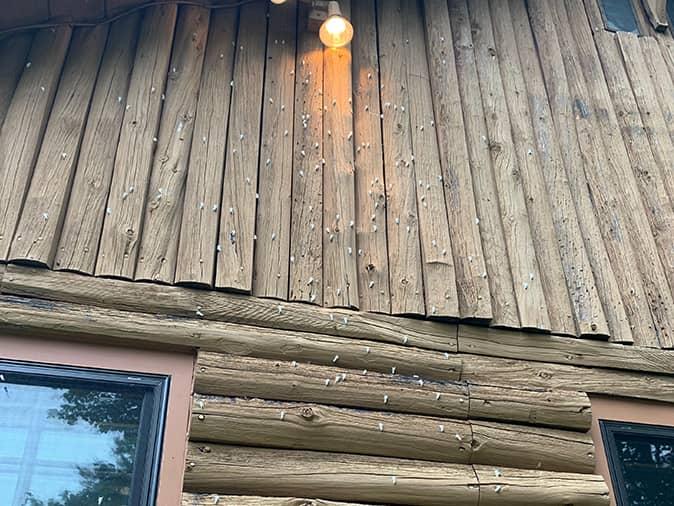 adult browntail moths on house in belgrade maine
