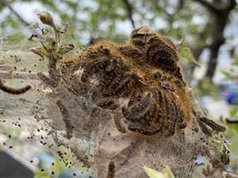 several browntail moth caterpillars in tree in kennebec county maine