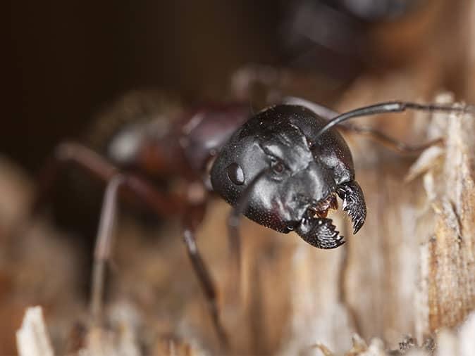 carpenter ant outside a maine home eating wood