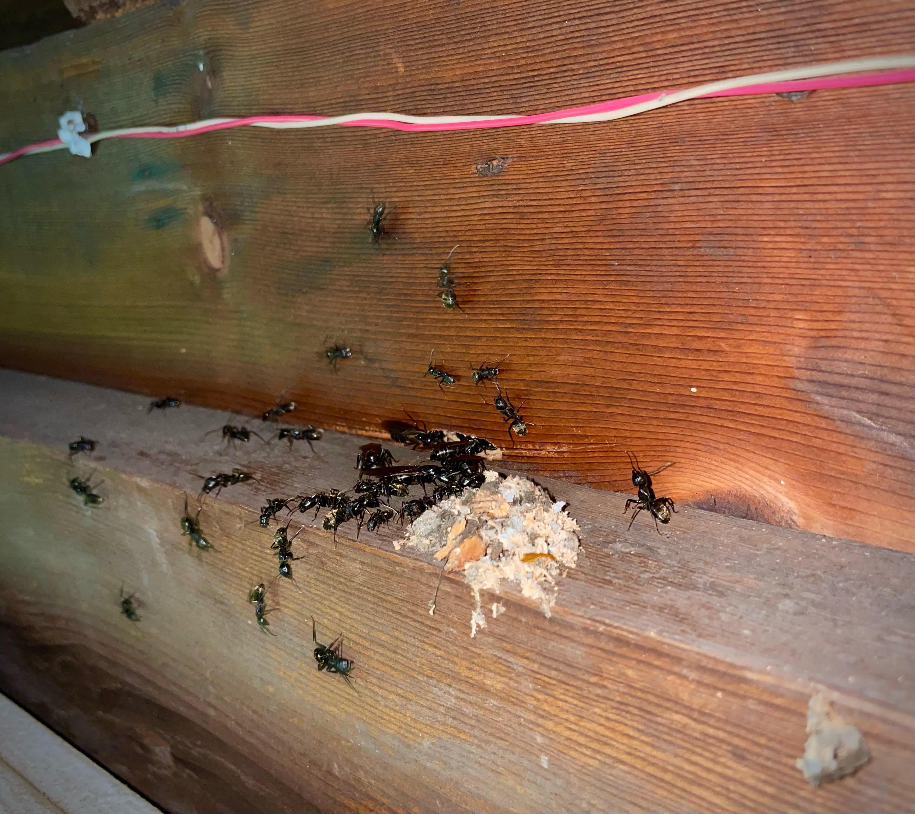 foraging carpenter ants inside a maine home