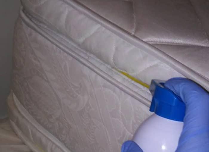 maine bed bug control pro treating mattress seam