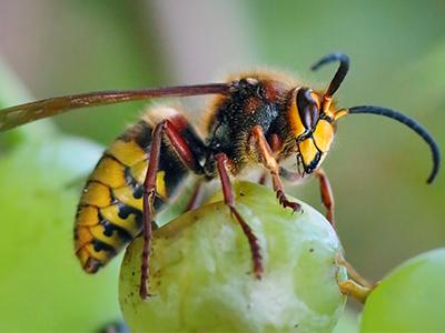 Types Of Stinging Insects In Maine