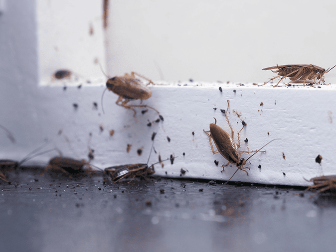 infestation of german cockroaches inside a portland maine basement