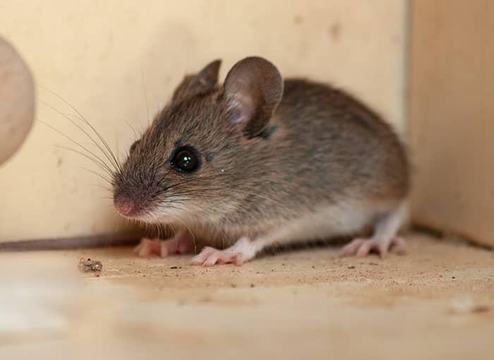 house mouse in a maine home's kitchen looking for food