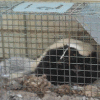 skunk in humane wildlife trap in auburn me