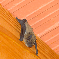 bat hanging from maine home ceiling