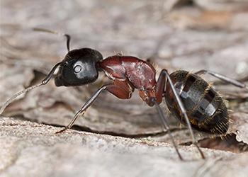 carpenter ant in maine
