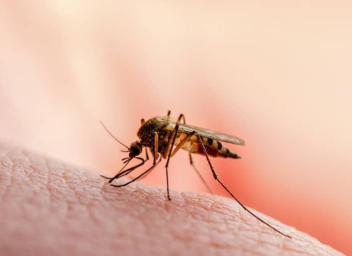 Maine's Ultimate Guide To Mosquitoes, MosquitoBorne Illness & Treatment