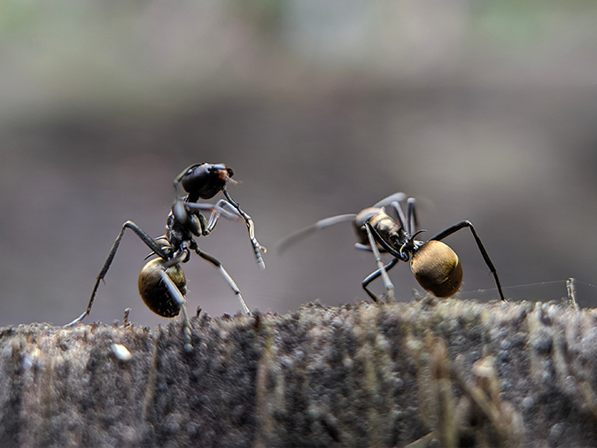 odorous house ants in maine yard