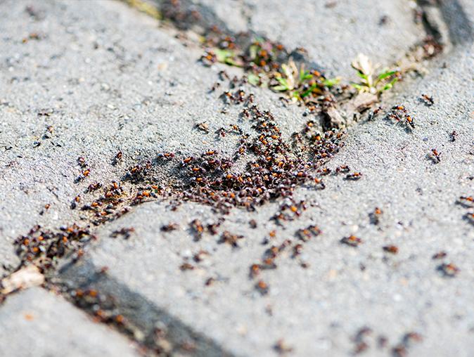 pavement ants infesting a driveway outside a maine home