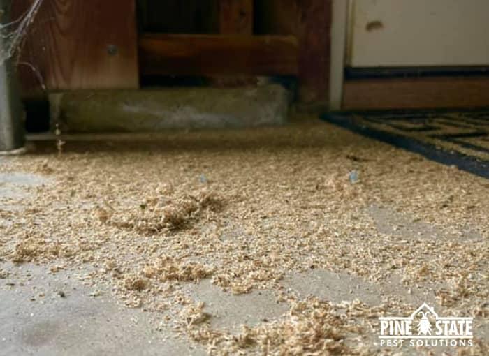 carpenter ant sawdust or frass is a sign of an infestation