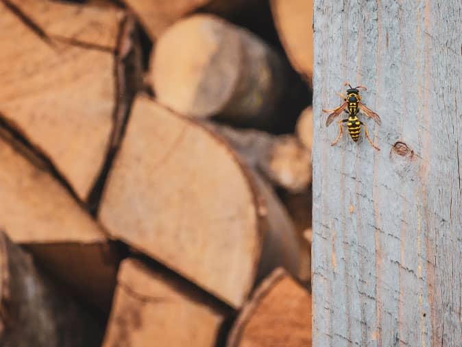 wasp resting on porch near woodpile in auburn maine
