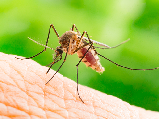 Learn More About Mosquito Prevention Tips Today mosquito sucking blood of a maine homeowner