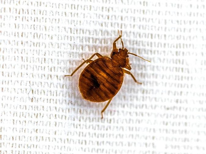 bed bug crawling on a portland maine homeowners bed