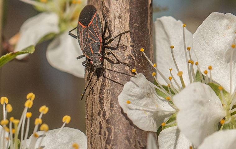a boxelder bug climbing up a blooming tree