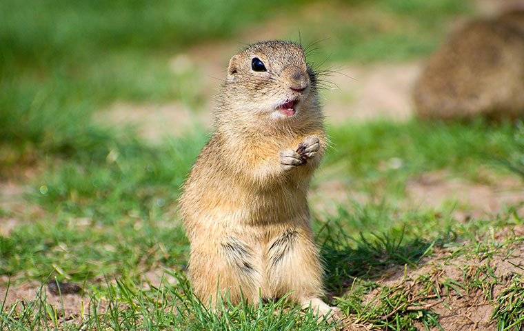 ground squirrel on the lawn