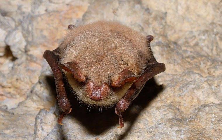 a little brown bat close up