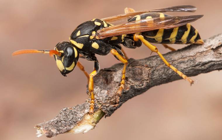 paper wasp in tree outside