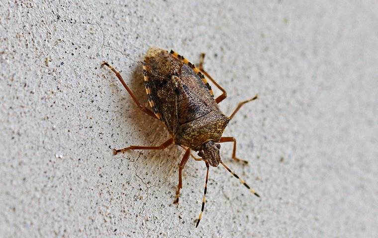 stink bug on wall
