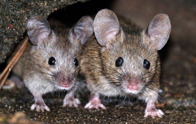 two house mice inside of an attic