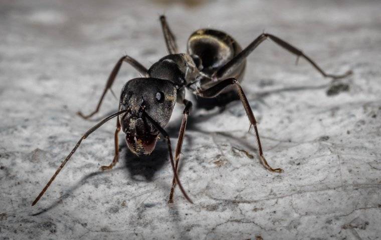 carpenter ant in the dark