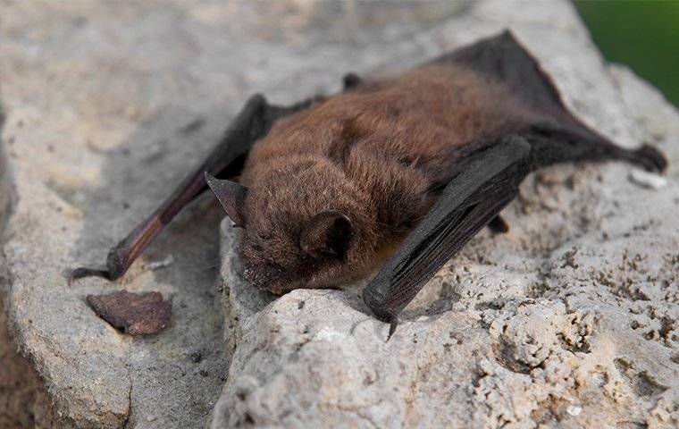a little brown bat on a rock