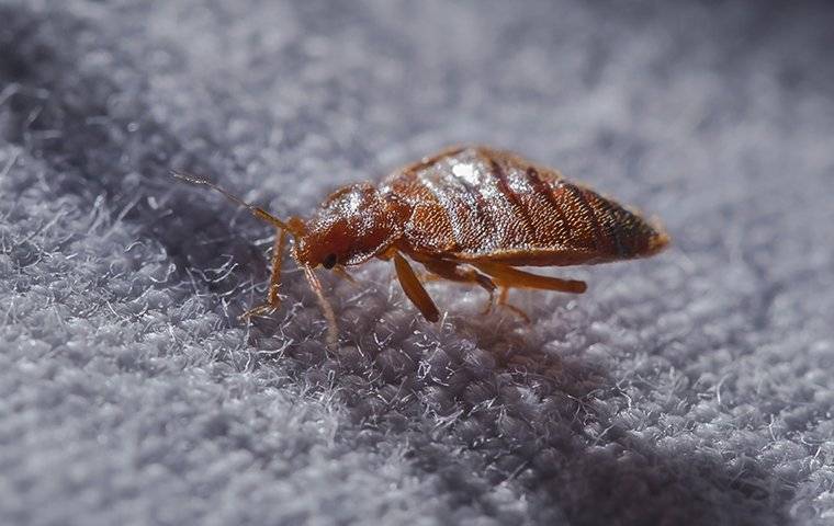 a bed bug at night