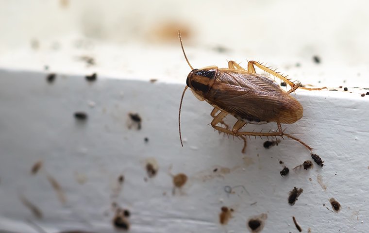 a german cockroach making a mess in a kitchen
