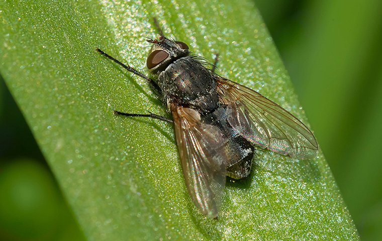 a cluster fly outside on a plant